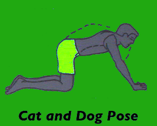 Yoga Cat and Dog Pose